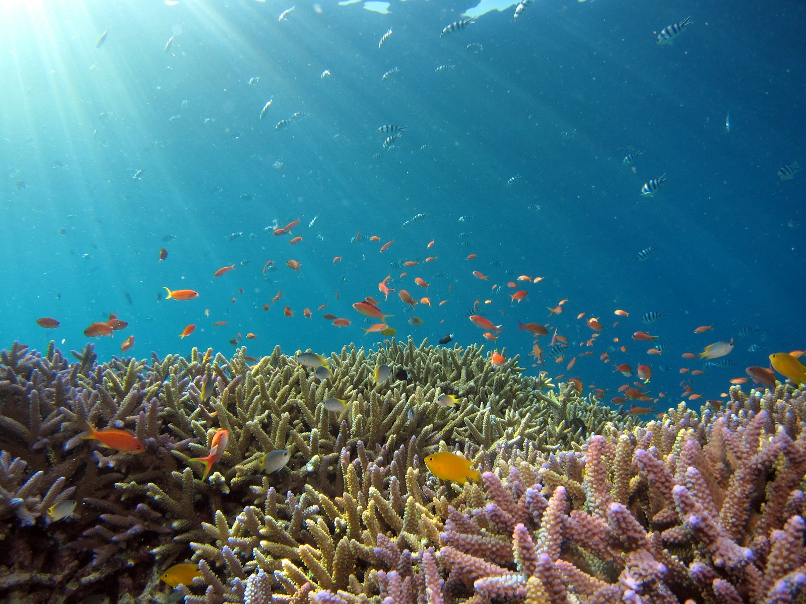 Beqa Lagoon, Fiji